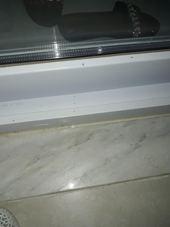 4 ayaklı, 2 antenli zıplayan böcek?