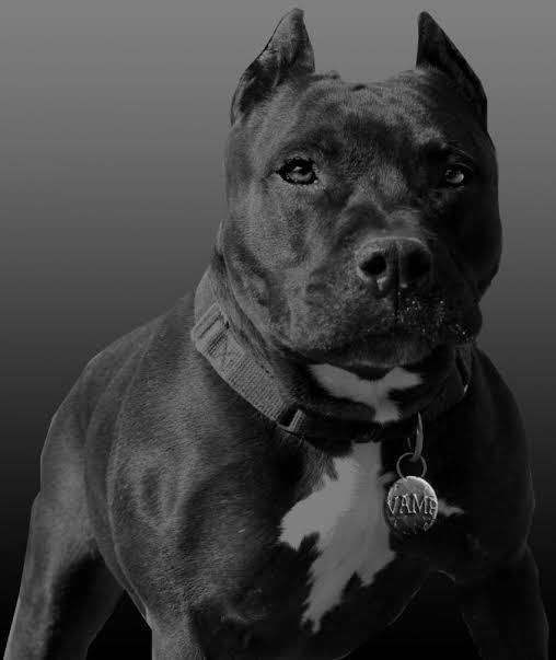 Kangal mı? Pitbull mu?