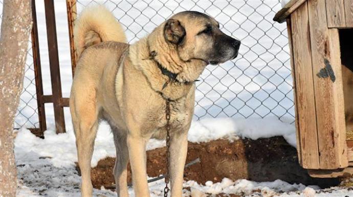 Kangal mı? Pitbull mu?