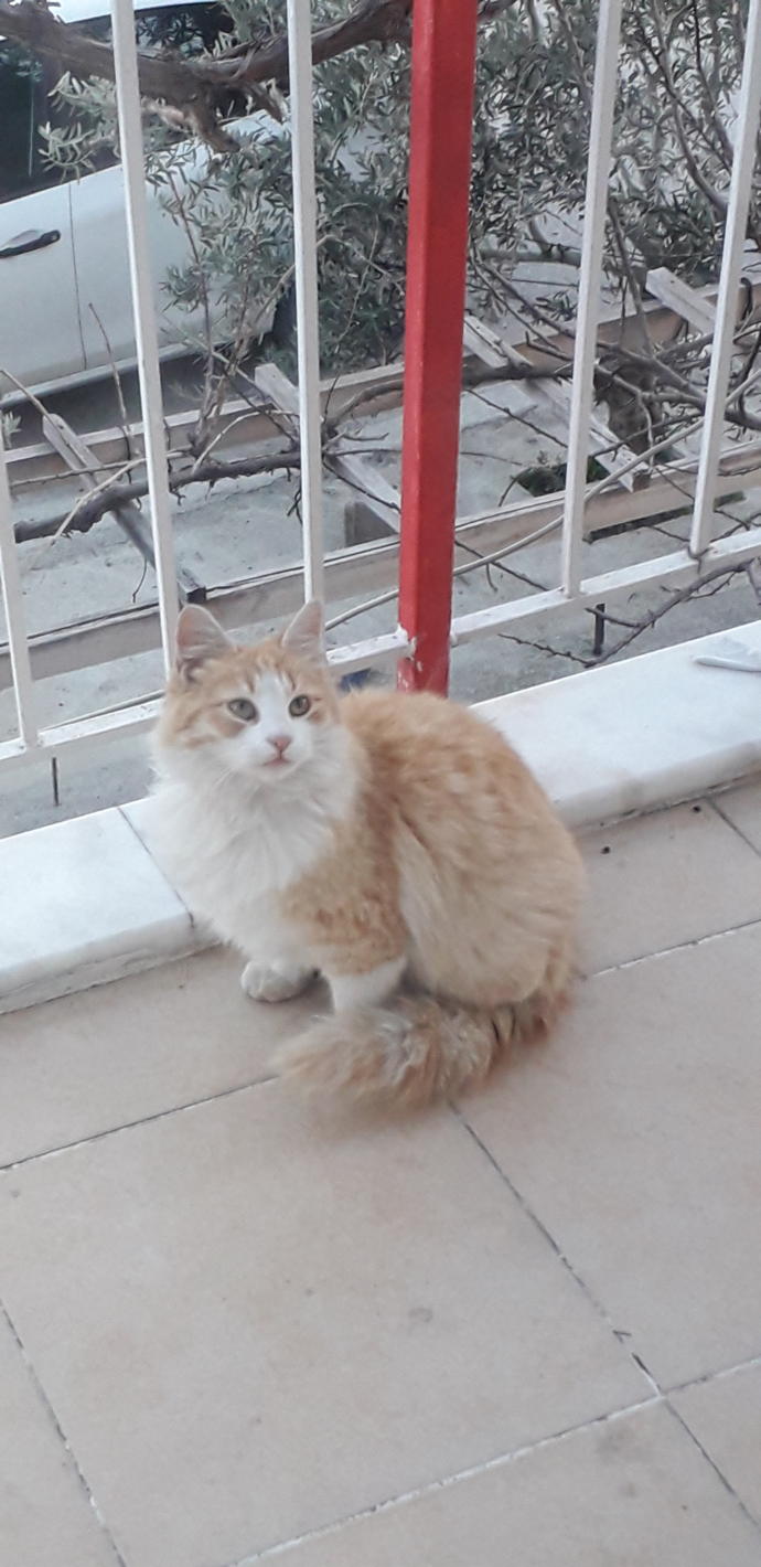Kedim 5 gündür yok?