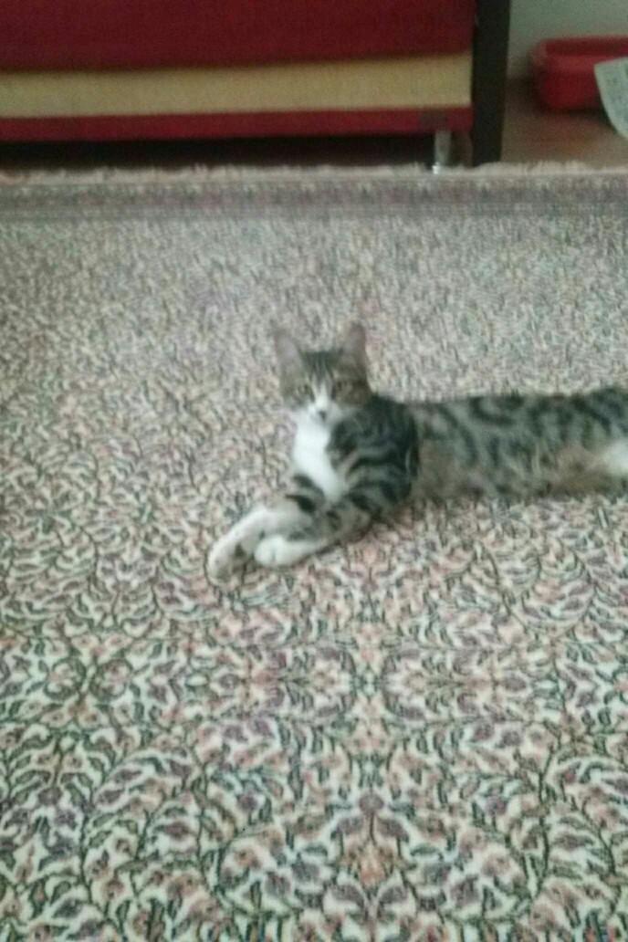 Benim kedim neden böyle zayıf, ince, uzun?