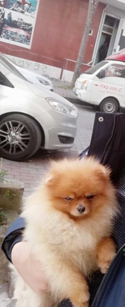 Chihuahua (Şivava) Besleyen Var MıVe İstanbul Büyükçekmece Hayvan Barınağı şehir dışına sahiplendirme yaparmı?