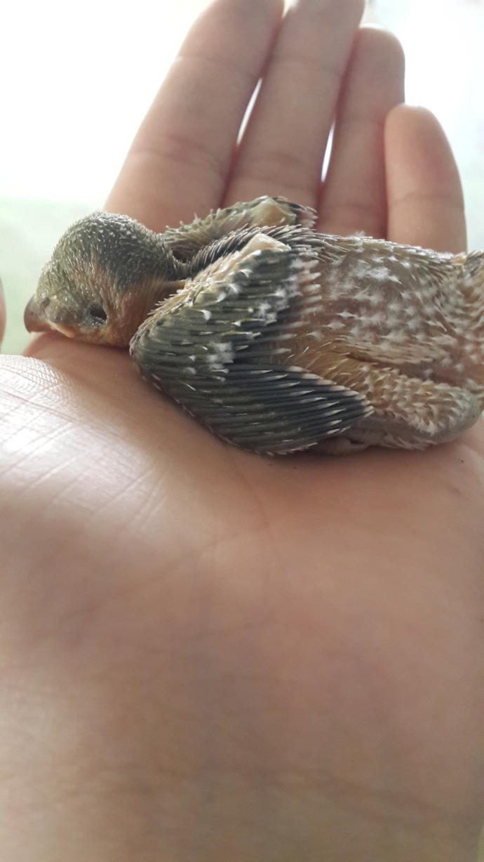 Bu gün yavru kuş buldum yerdeydi 😒korkuyorum ölecek diye ekmek kırintilari veriyorum, sizce ne yedirsem ne verilmeli yavru kuşa?