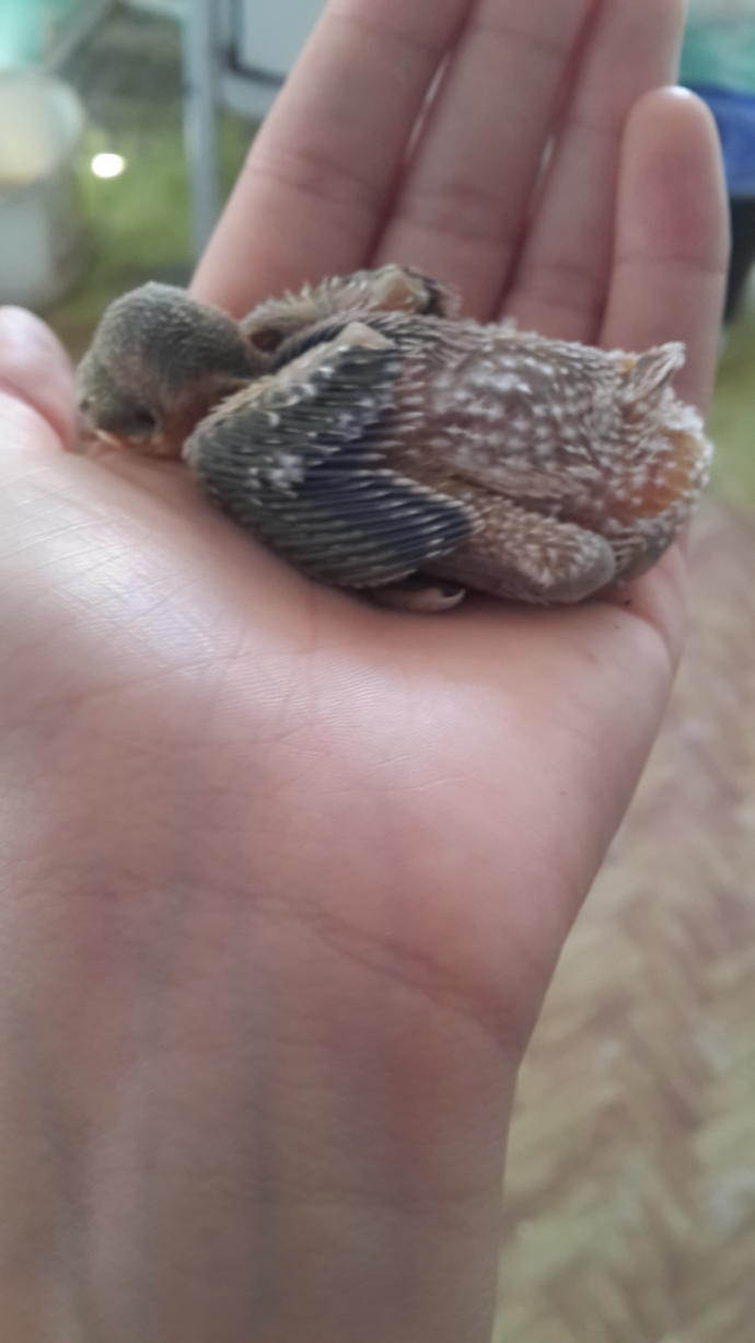 Bu gün yavru kuş buldum yerdeydi 😒korkuyorum ölecek diye ekmek kırintilari veriyorum, sizce ne yedirsem ne verilmeli yavru kuşa?