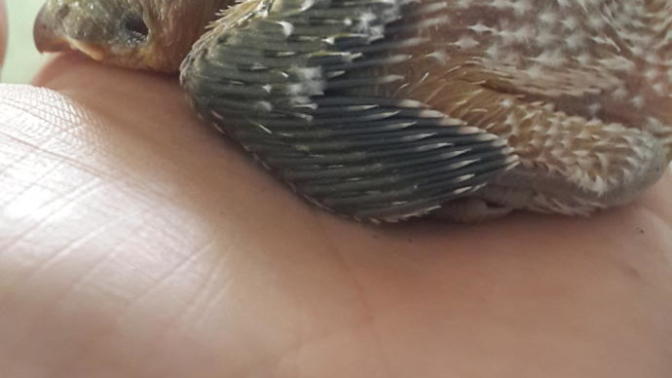 Bu gün yavru kuş buldum yerdeydi 😒korkuyorum ölecek diye ekmek kırintilari veriyorum, sizce ne yedirsem ne verilmeli yavru kuşa?