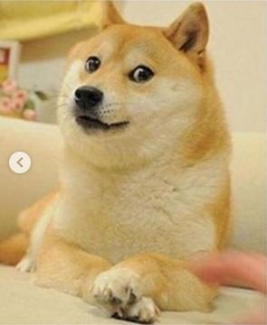 Bu Köpek Neden Fenomen Oldu?