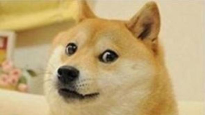 Bu Köpek Neden Fenomen Oldu?