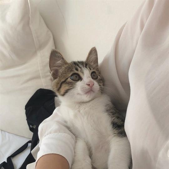 EVDE KAÇ KEDİNİZ VAR?