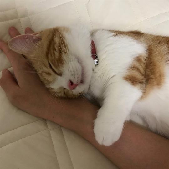 EVDE KAÇ KEDİNİZ VAR?