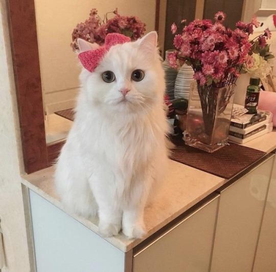 EVDE KAÇ KEDİNİZ VAR?