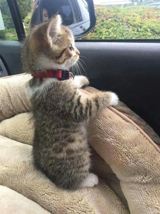 EVDE KAÇ KEDİNİZ VAR?