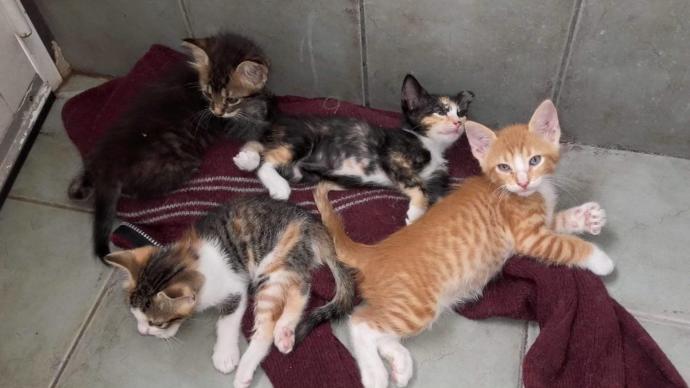 EVDE KAÇ KEDİNİZ VAR?