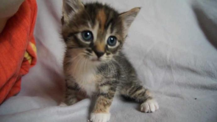 EVDE KAÇ KEDİNİZ VAR?