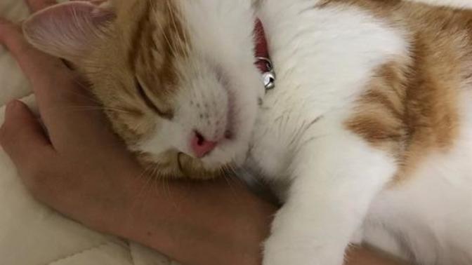 EVDE KAÇ KEDİNİZ VAR?