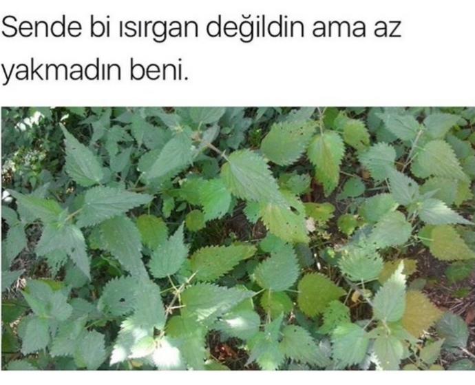 Aşk acısıda neymiş yahuu, sizin ellerinizi kollarınızı hiç ısırgan otu yaktımı 🤔🤔🤔?