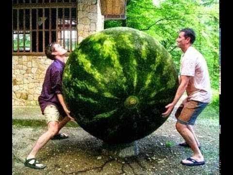 Karpuz gibi götün var ne demek oluyor?