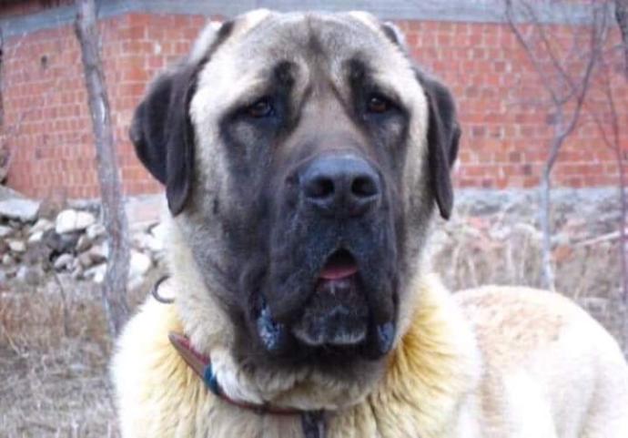 Bu Köpeğin Cinsi Ne?