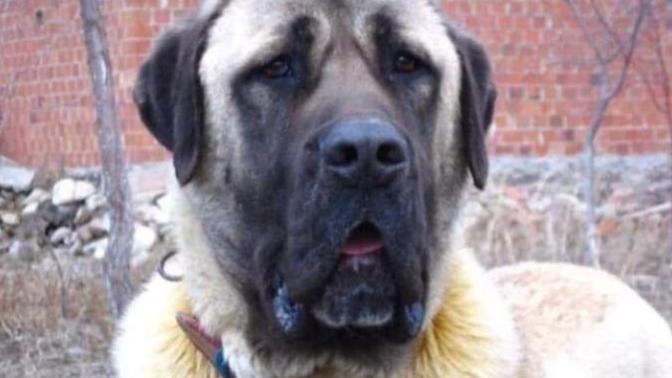 Bu Köpeğin Cinsi Ne?