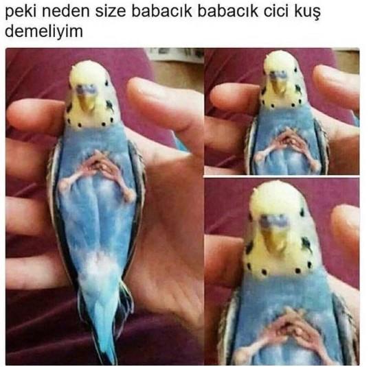 İlk evcil hayvanınız neydi?