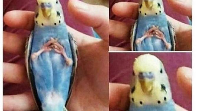 İlk evcil hayvanınız neydi?