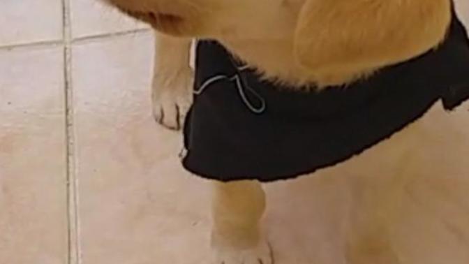 Köpeğin cinsi ne?