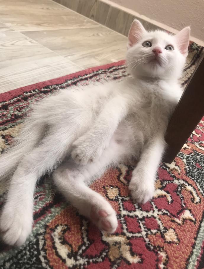  Ankara  Kedisi mi Van Kedisi mi?