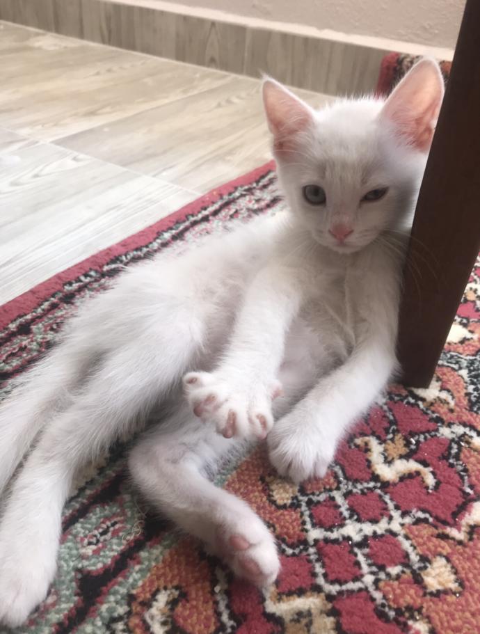  Ankara  Kedisi mi Van Kedisi mi?