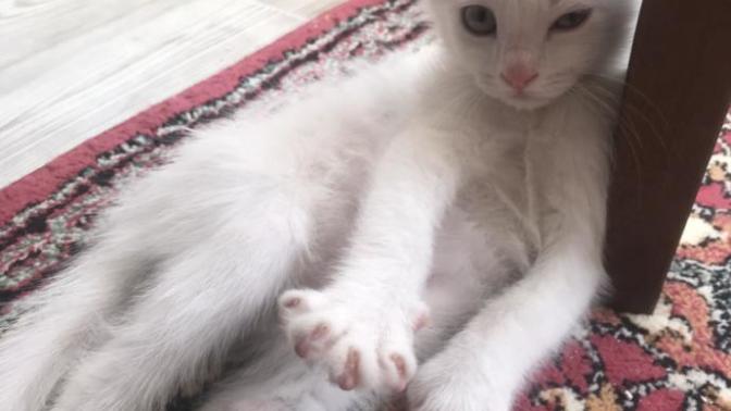 Ankara  Kedisi mi Van Kedisi mi?