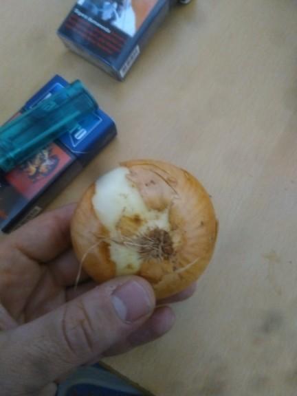 1 kg soğan kaç tane sogan girer?