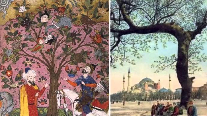 Türkiye'de yasaklanmış meyvelerden hangisi size ''iyi ki yasaklanmış'' dedirtiyor?