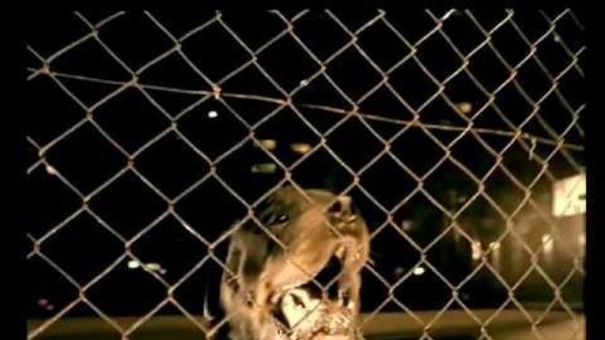 Neden ayılana gazoz bayılana limon?