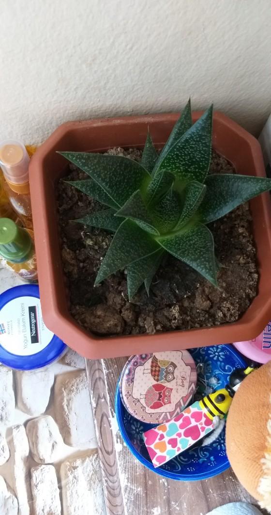 Aloe veram neden büyümüyor 😢?