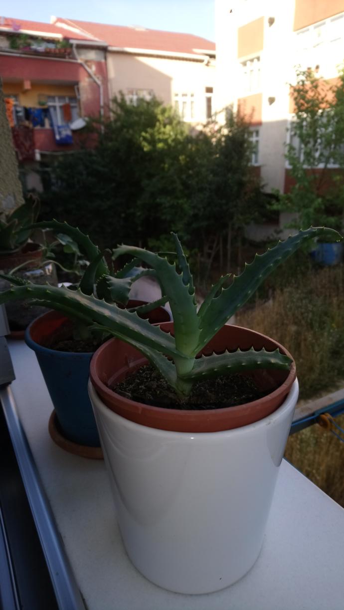 Aloe veram neden büyümüyor 😢?