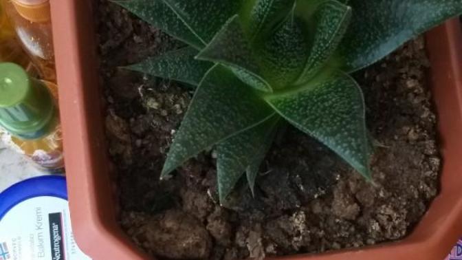 Aloe veram neden büyümüyor 😢?