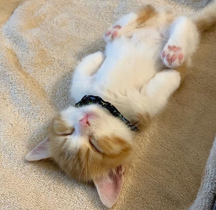 Kedi sahipleri iç-dış parazit aşısını nasıl yaptırıyorsunuz?