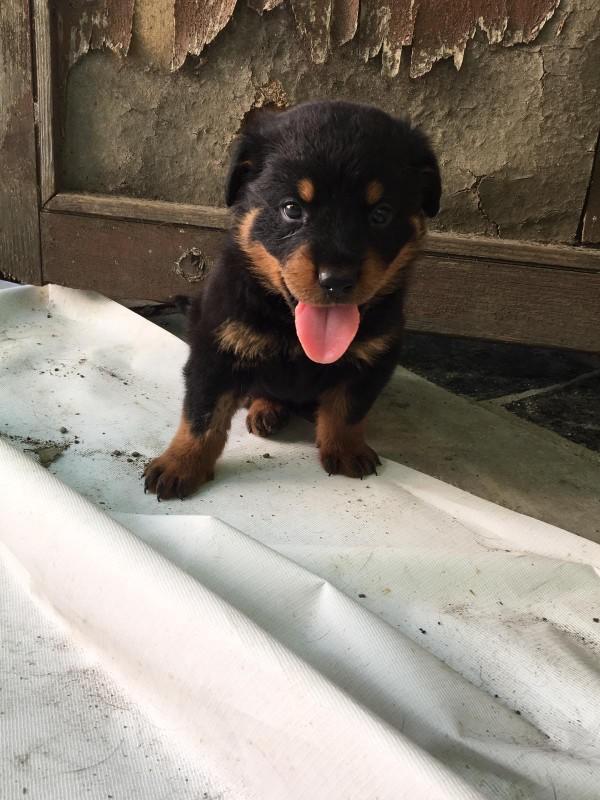 Sokakta köpek buldum ne yapmalıyım?