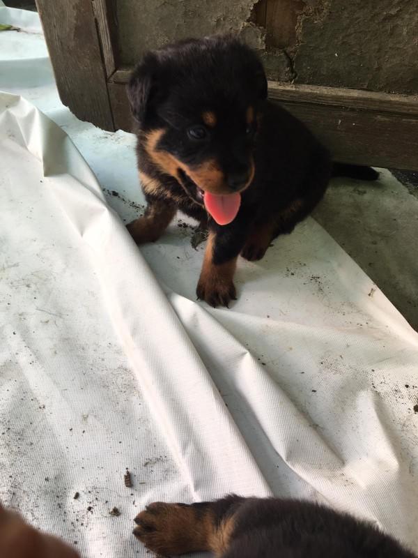 Sokakta köpek buldum ne yapmalıyım?