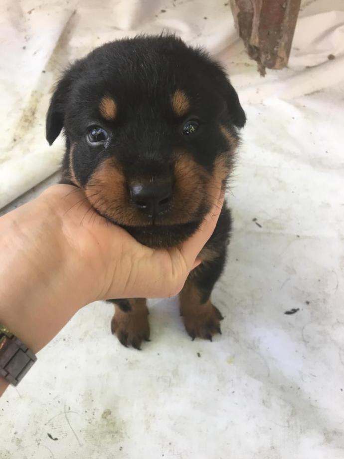 Sokakta köpek buldum ne yapmalıyım?