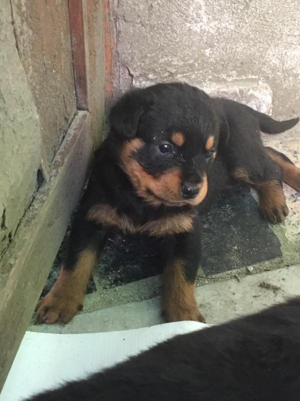 Sokakta köpek buldum ne yapmalıyım?