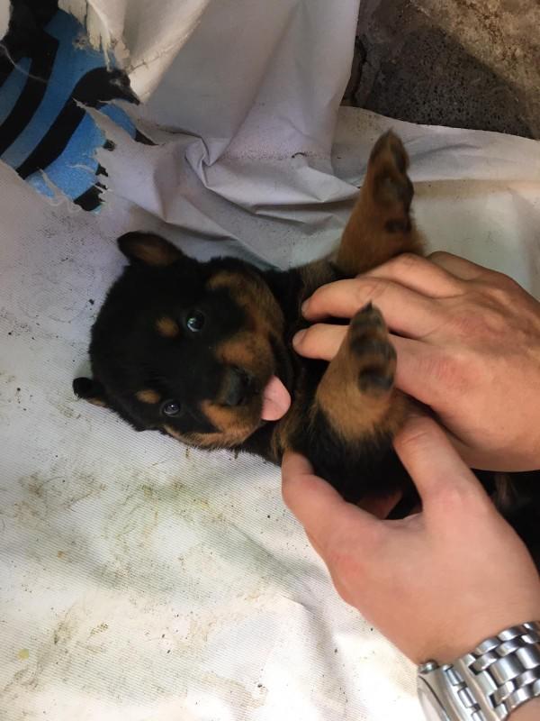 Sokakta köpek buldum ne yapmalıyım?