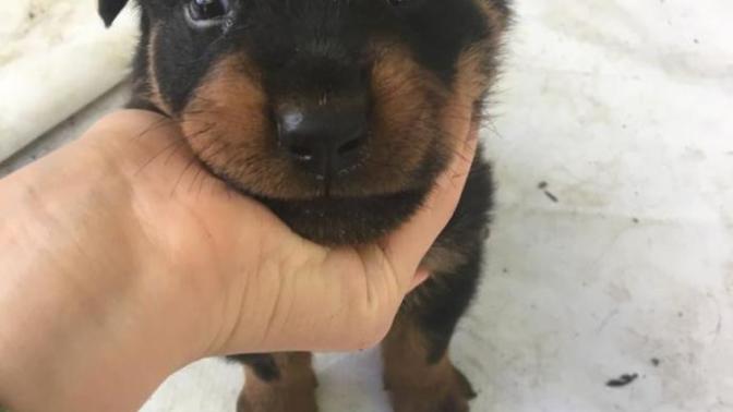 Sokakta köpek buldum ne yapmalıyım?