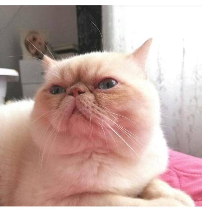 Şu kediler çok çirkin değil mi? Pala bıyıklı dayılar gibi 😏?