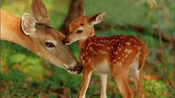 Evde impala yavrusu ve ceylan yavruları beslemek istiyorum ne yapmalıyım?