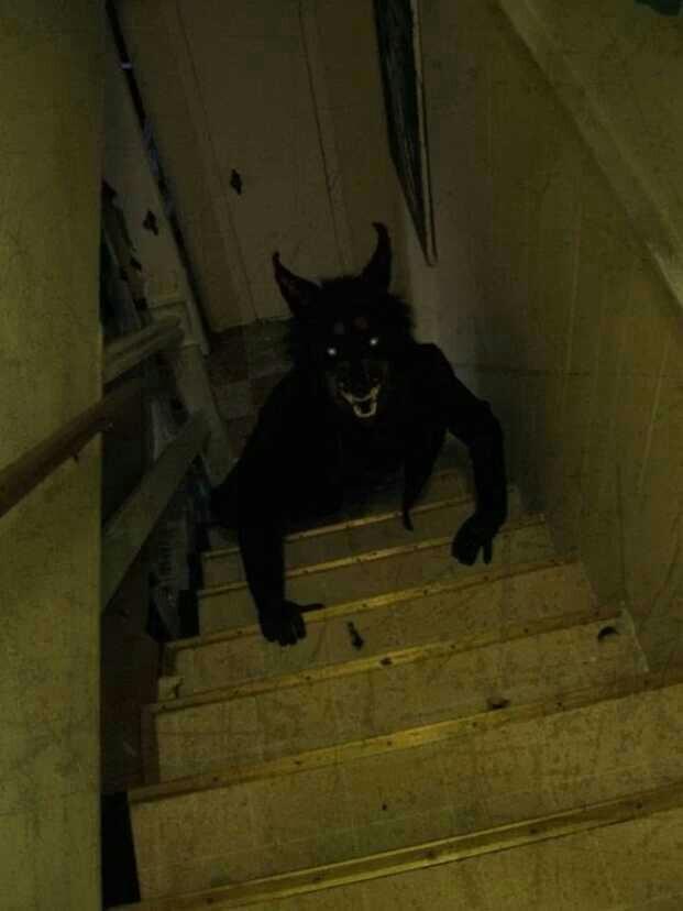 Bu ponçik köpeğin ismi ne olsun?