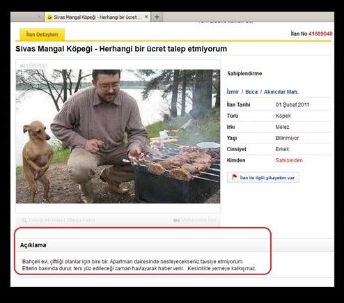Yok artık ! Etlerin çevrileceği zaman havlayan Sivas Mangal Köpeği. Satın almak isteyen var mı?