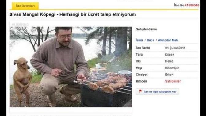 Yok artık ! Etlerin çevrileceği zaman havlayan Sivas Mangal Köpeği. Satın almak isteyen var mı?