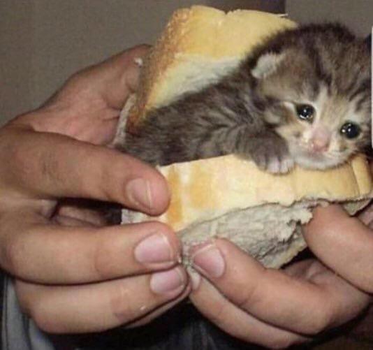 Pisicik ham olacak