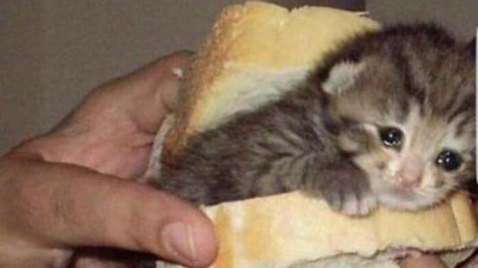 Ekmek arası en iyi ne gider?