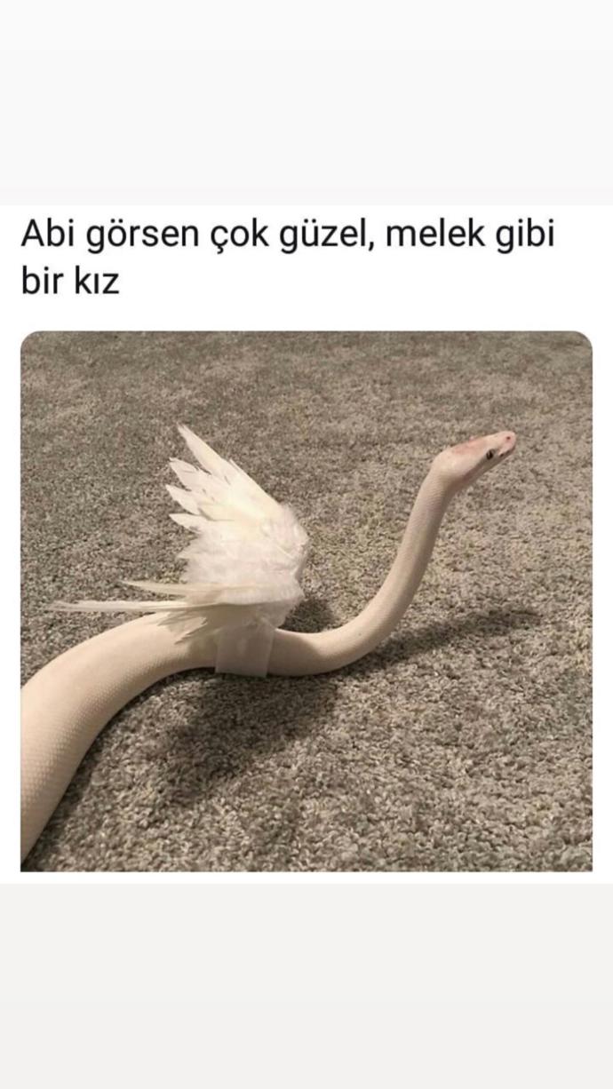 Sizin de başta melek gibi bir insan diye düşünüp sonra çıngıraklı yılan 🐍 çıkan birileri oldu mu hayatınızda?