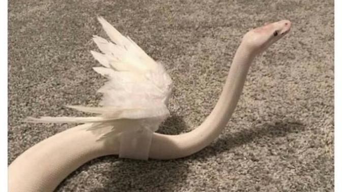 Sizin de başta melek gibi bir insan diye düşünüp sonra çıngıraklı yılan 🐍 çıkan birileri oldu mu hayatınızda?